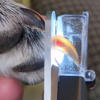 PawTrim™ 2-i-1 plejeværktøj